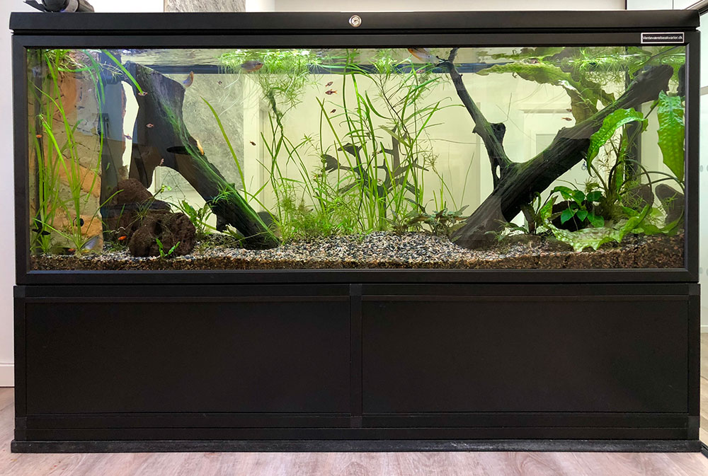 akvarie med en masse planter i