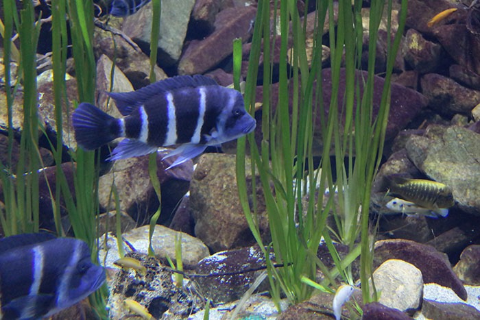 eksotisk fisk i et akvarie