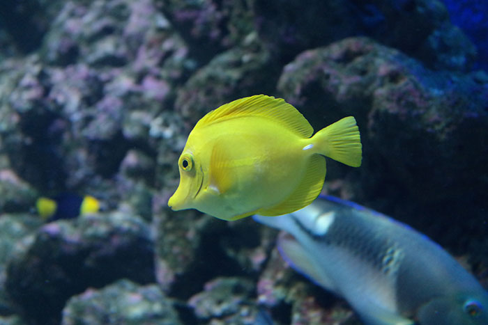 fisk i akvarie